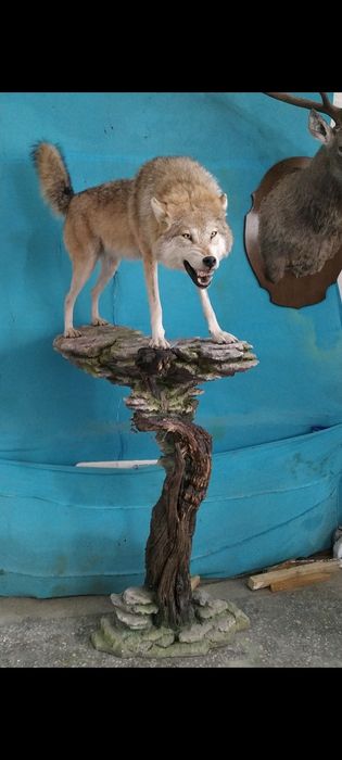 Продаю волка, который уже никого не съест!