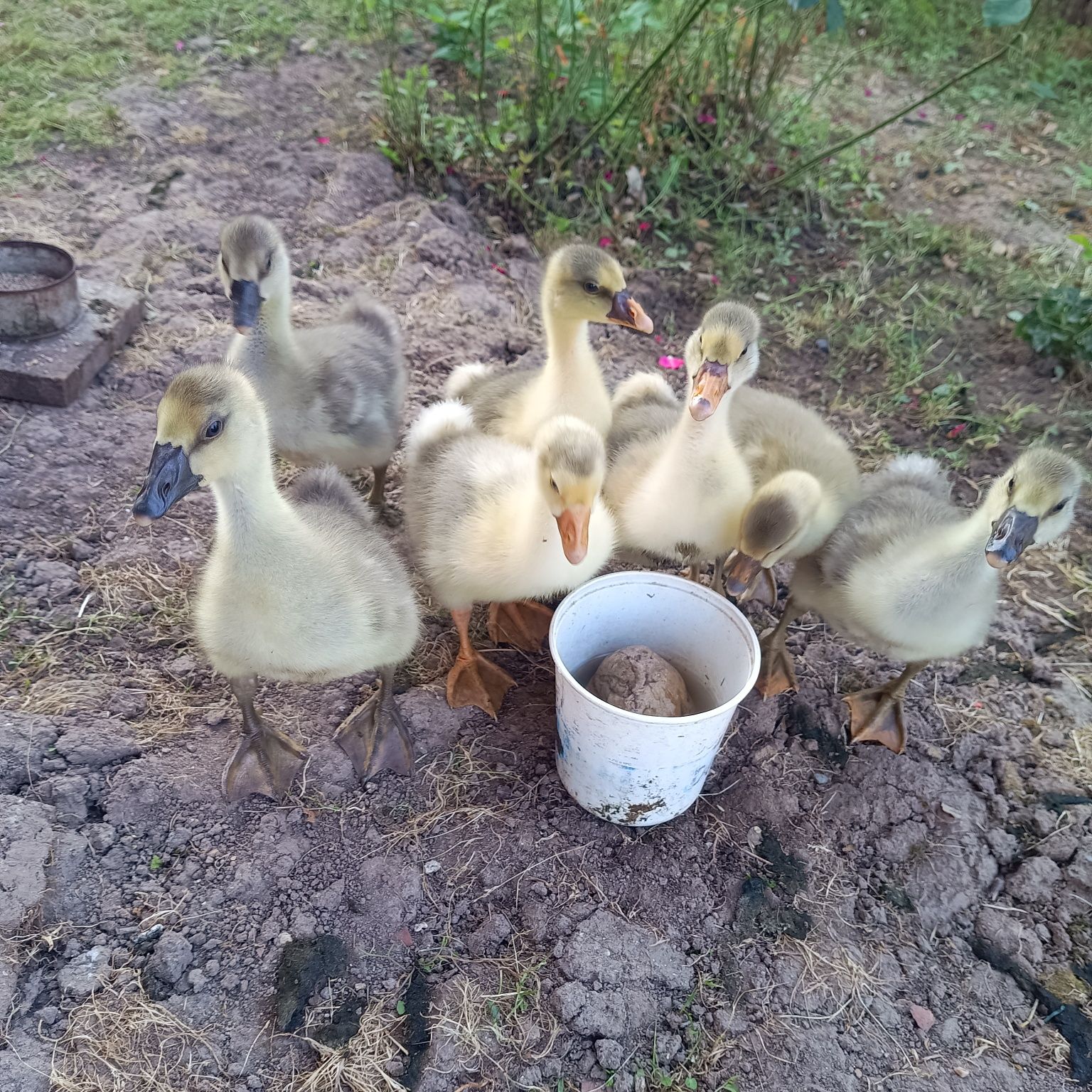 Boboci de gâscă, vârstă 2 saptamâni