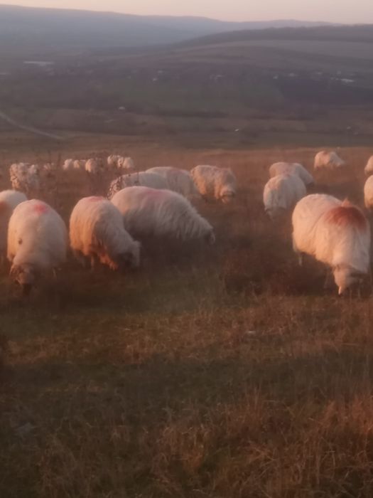 Vand 130 de oi din rasa turcana