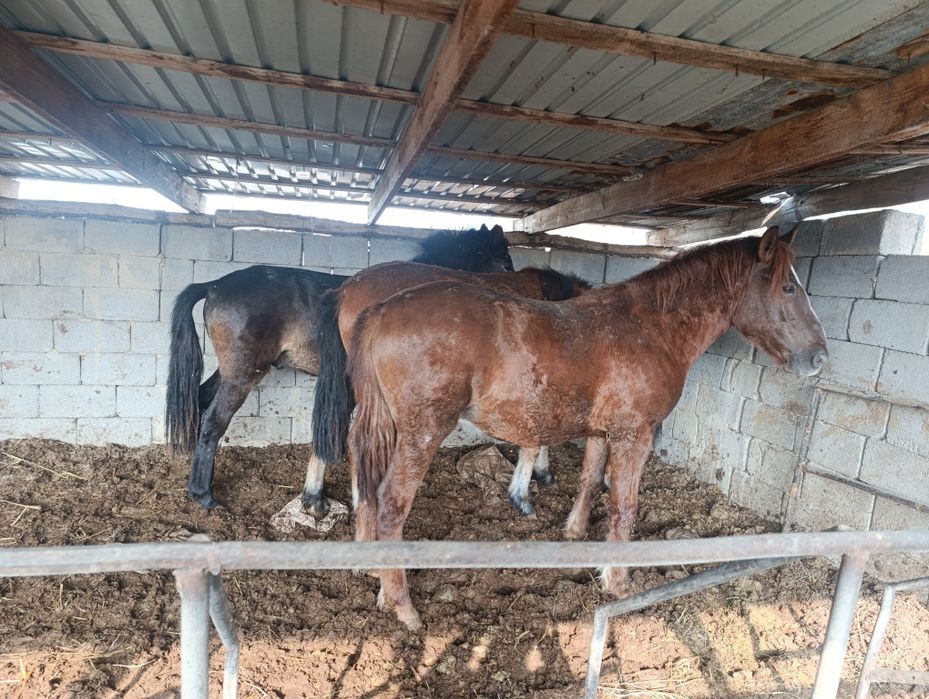 Продам коней трёх