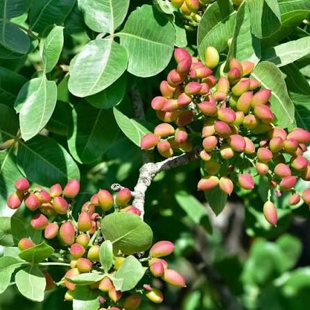 Fistic (Diferite Soiuri )