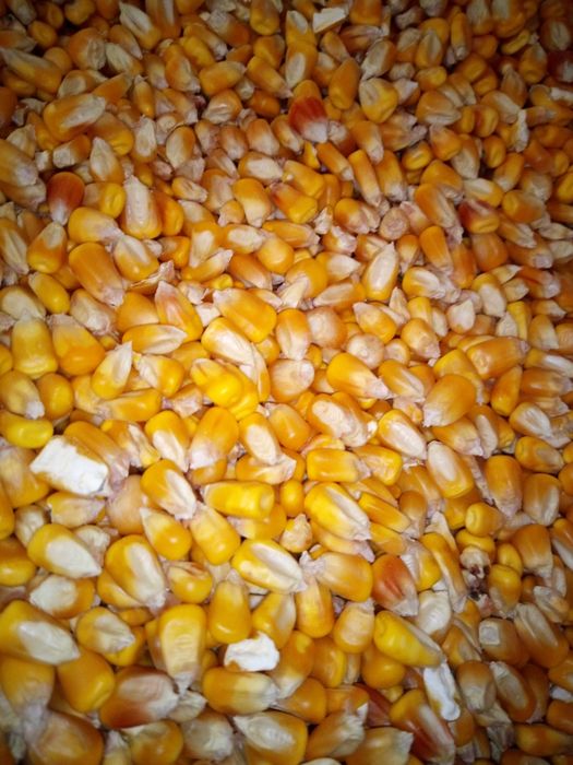 Vând porumb grau triticale