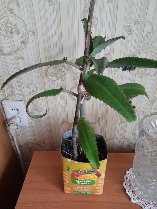 Каланхоэ лечебный продам