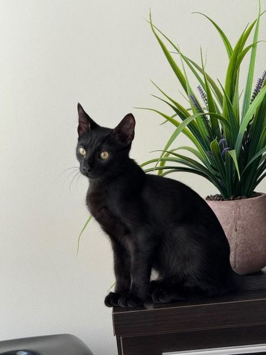 Коте черно (пума)