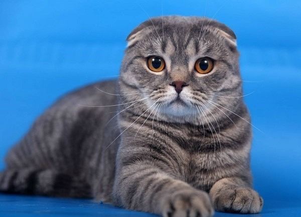 Вислоухий кот (британский) 1 год