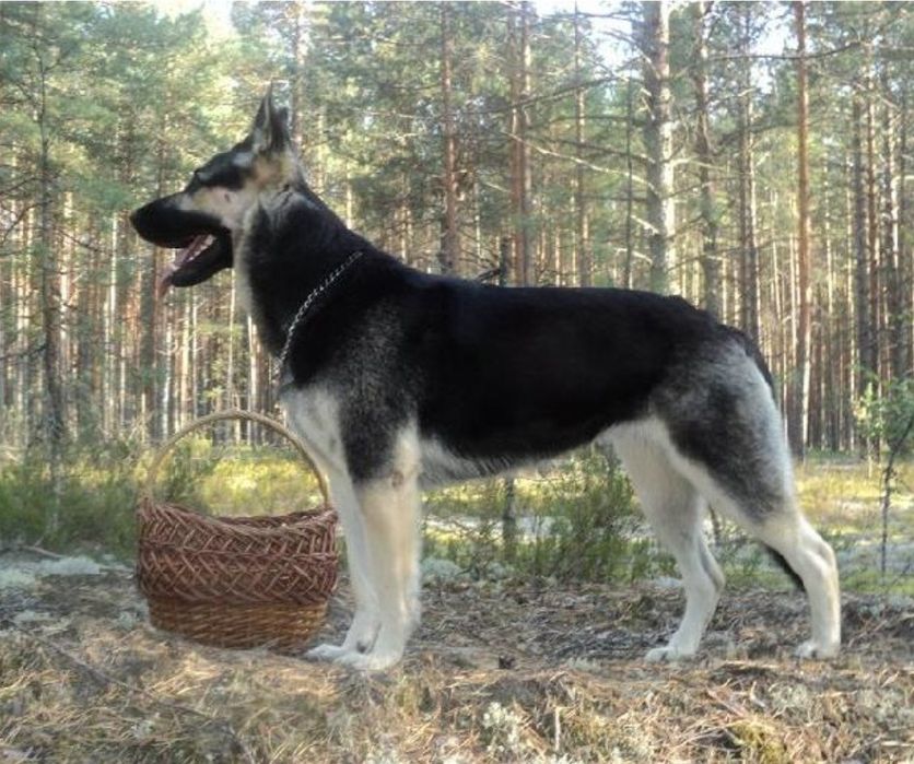 Продам щенка ВЕО