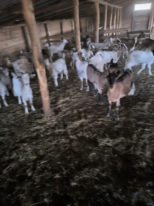 Vând ezi pentru pastrama