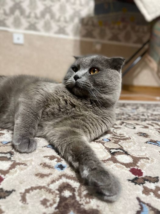 Скотиш страйт и Скотиш фолд
