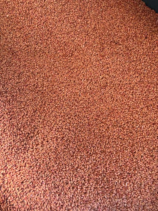 Vând grâu de sămânță