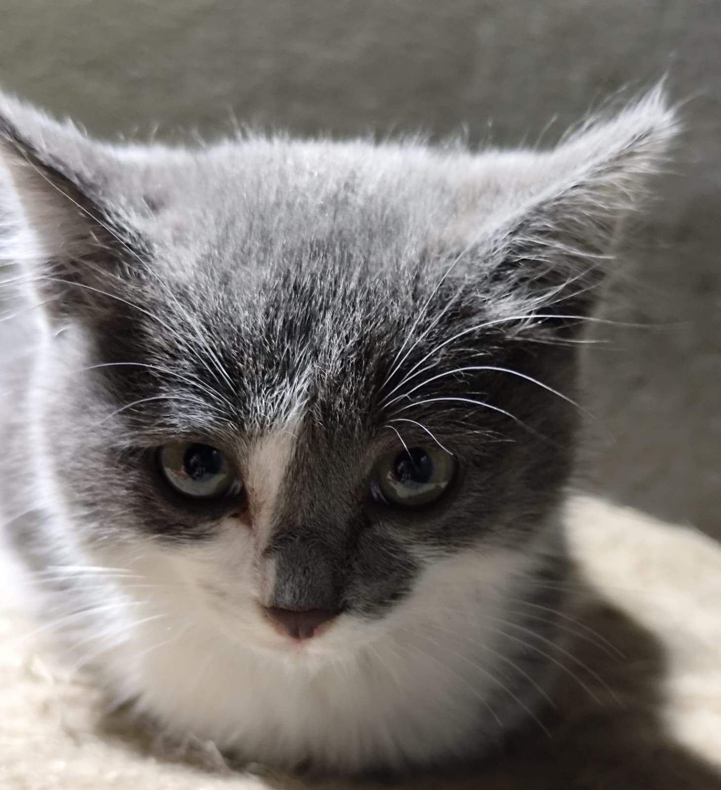 Котята даром, домашние