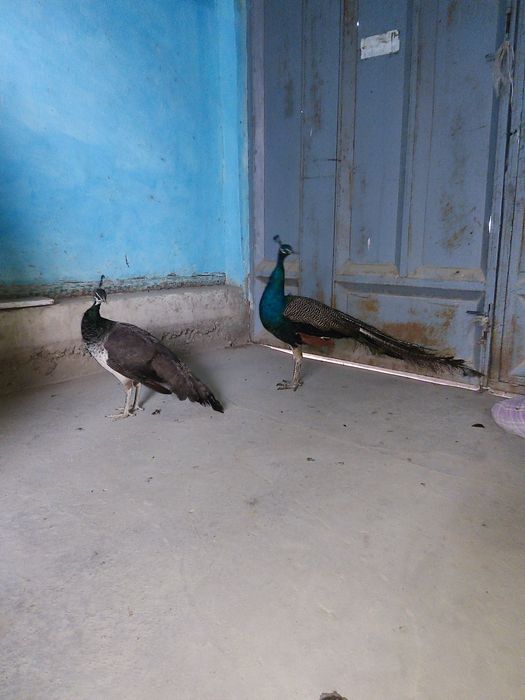 Tovuslar arzon narhda sotiladi