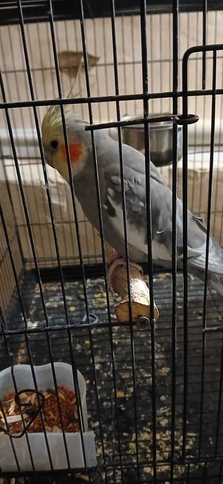 Ручная Корелла. Самец. 1,5 года.