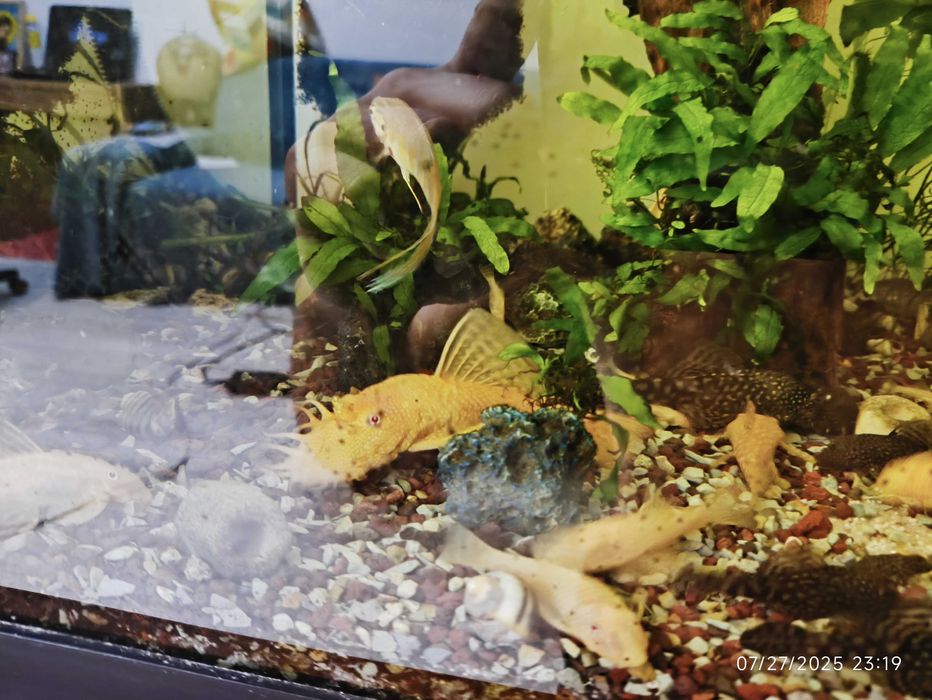 Acvariu 200l +capac cu 2 neoane, Macropodus, Ancistrus, Fluval307