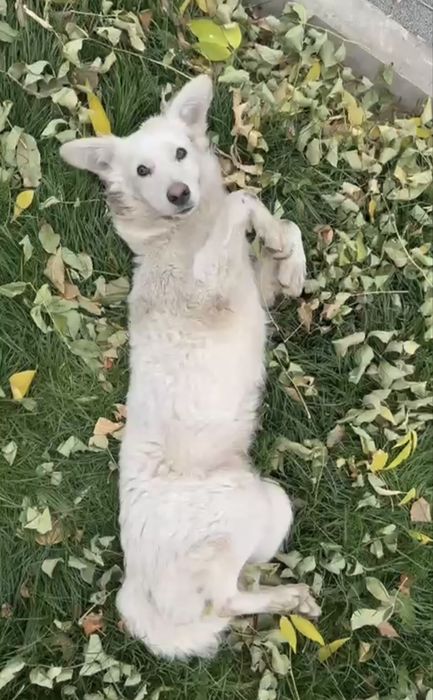 Собака собака собака