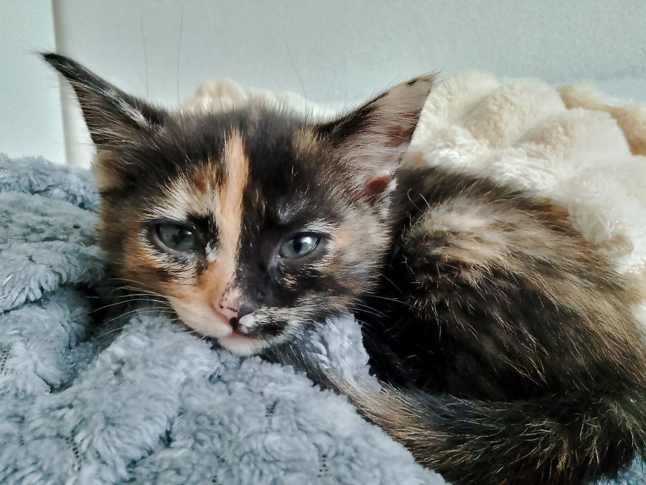 пушистый хвостик ищет новый домик!