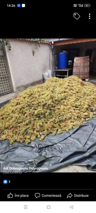 Vând Struguri pentru vin