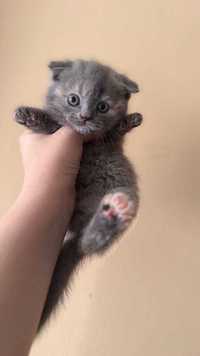 Scottish Fold ищет любящих хозяев !!!