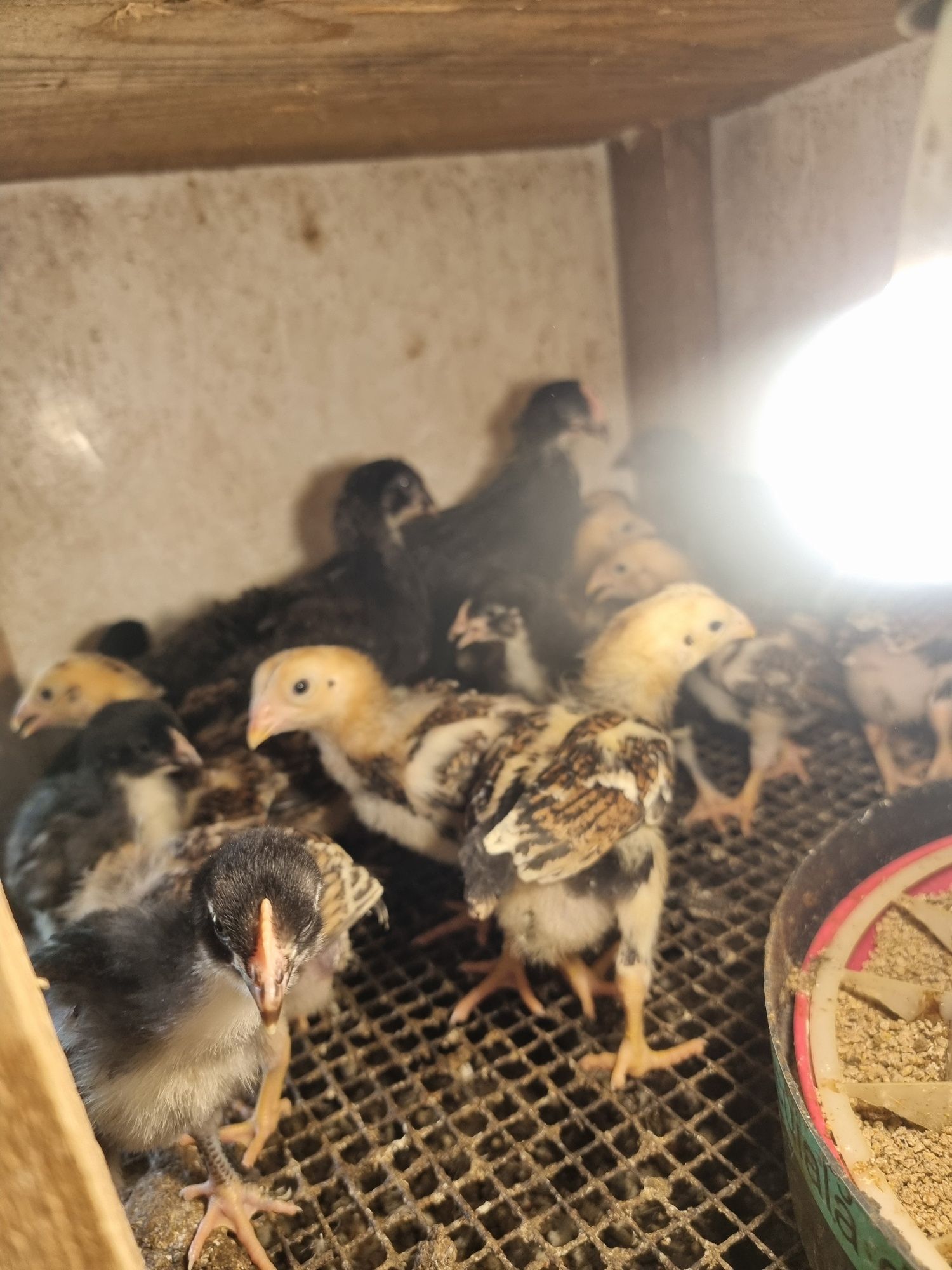 Pui Marans Araucana Combatant Marans