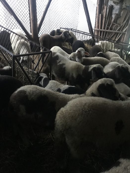 Най-истинското и много ВКУСНО Овче мляко и агнета от Балкана