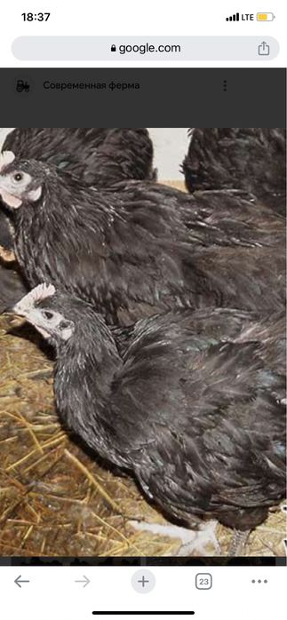 Чёрные куры петухи чёрная возможна доставка яйца от чёрных кур (;