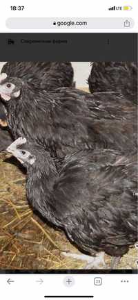 Чёрные куры петухи чёрная возможна доставка яйца от чёрных кур (;