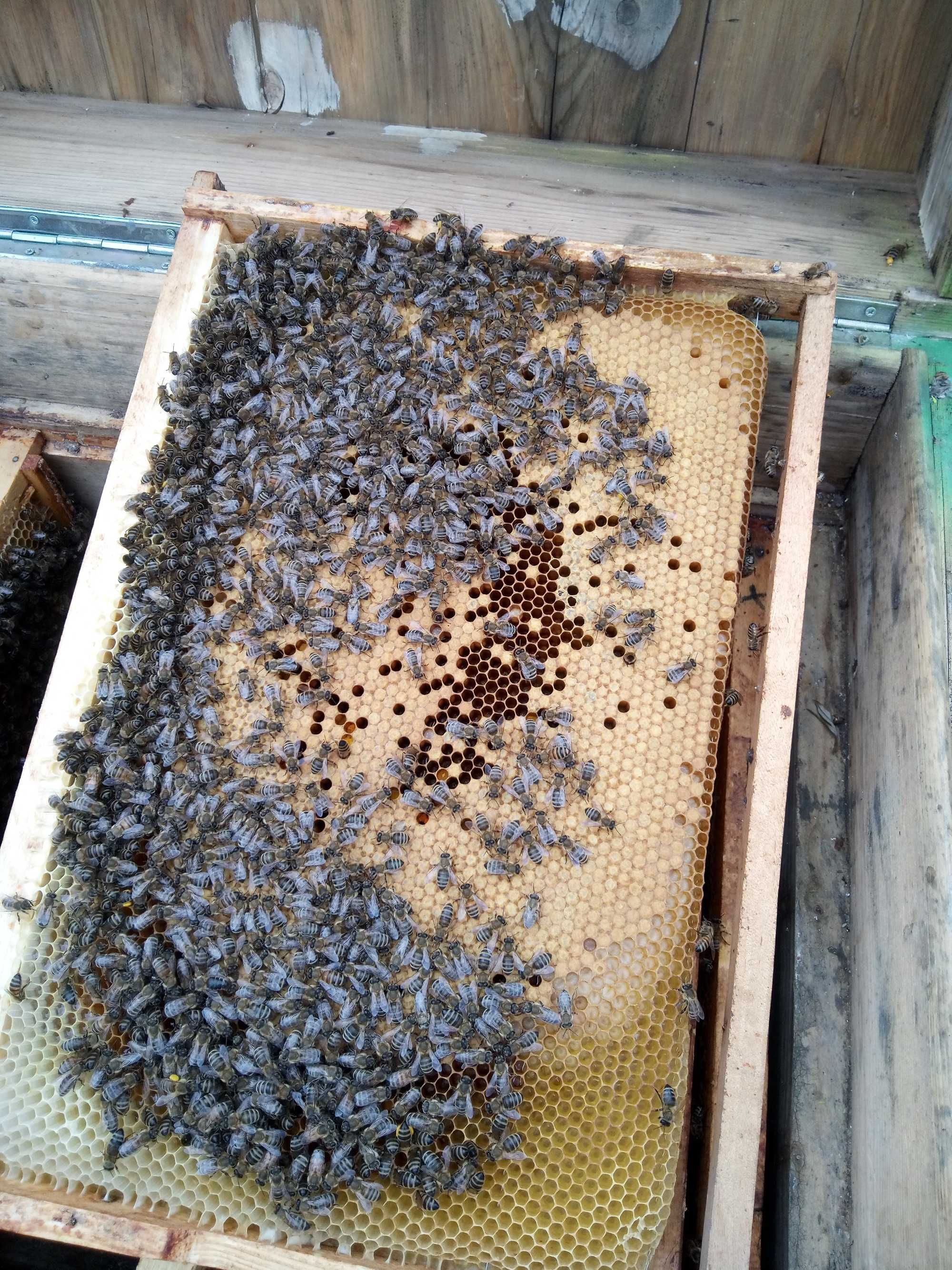 Familii albine de vînzare