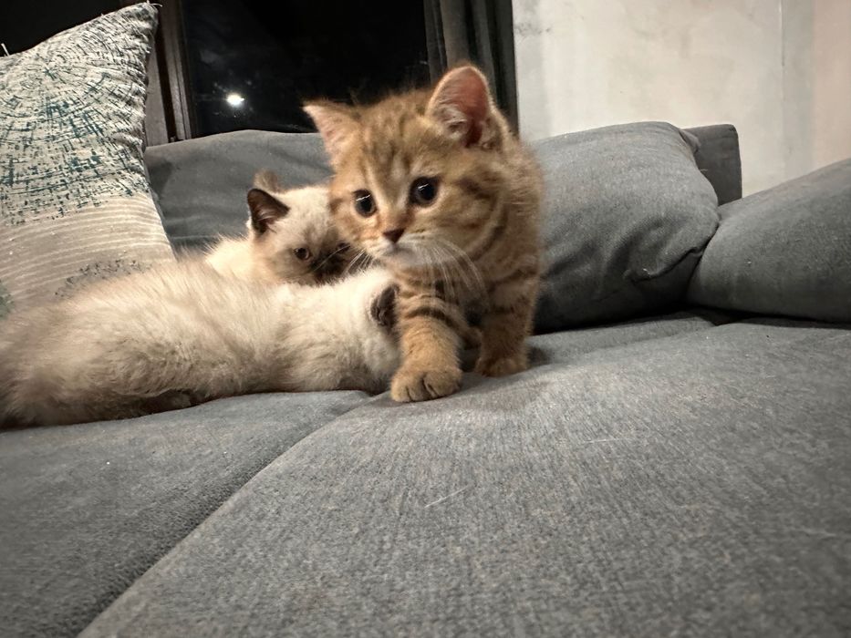 Британски котета