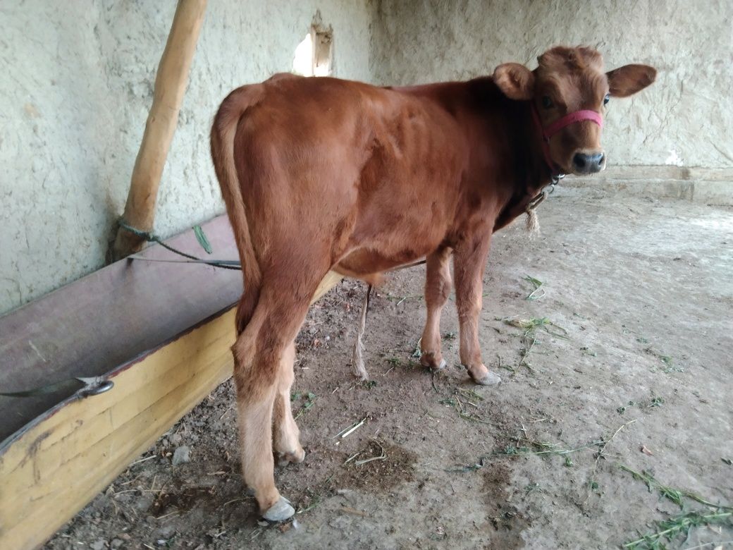 Sifatli paroda Buqqachala sotiladi 7500 dan 8500 milyongacha kelishami