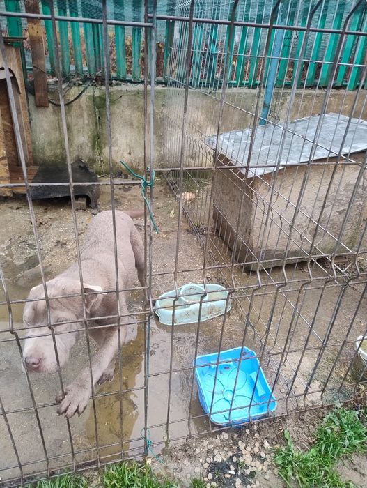 Vând Sharpei mascul