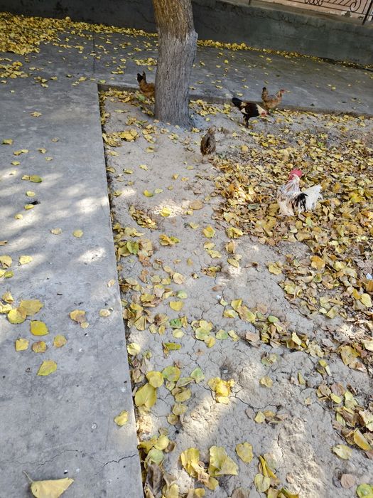 Япон товук хуроз пакана буйи аралаш