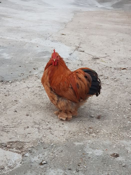 Cocoși cochinchina