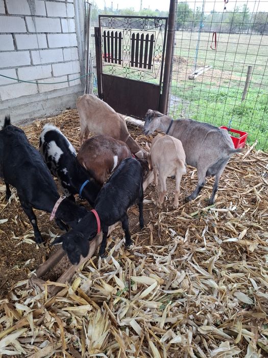 Vând capre bune de lapte