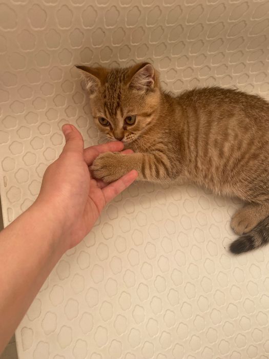кошка британской породы