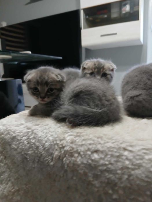 Шотландско клепоухо котенце