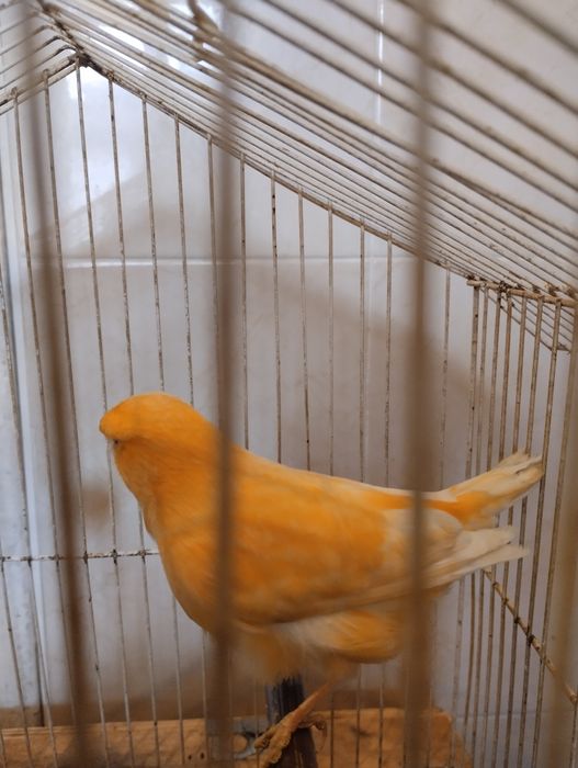 Червени мъжки и женски канарчета
