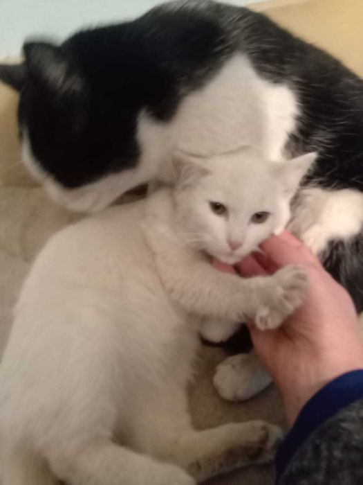 Отдам котят в добрые руки