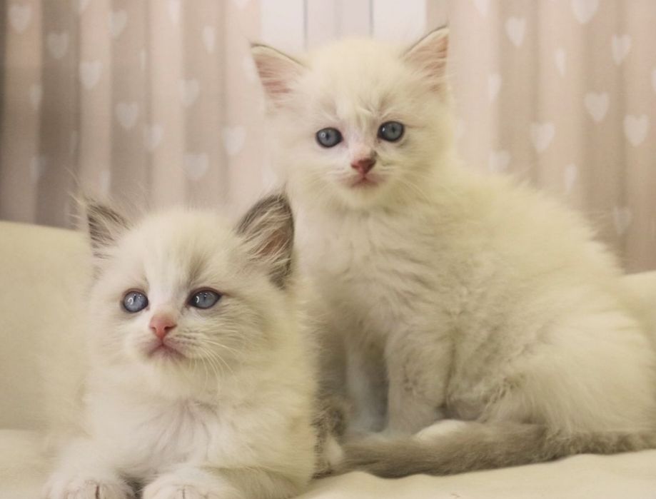 РЭГДОЛЛ чистокровные