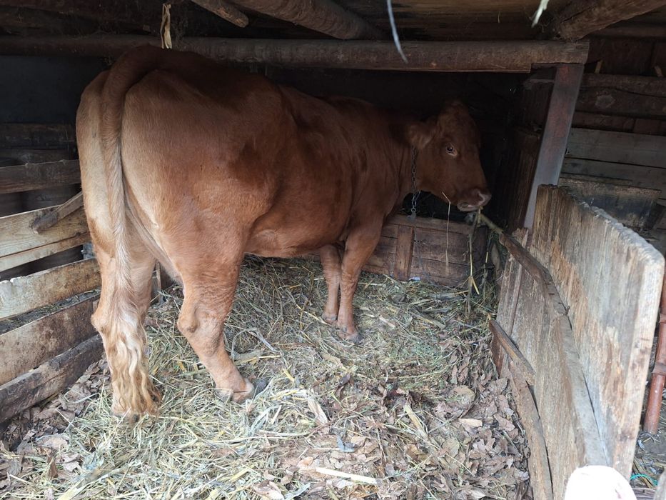 Vand vaca de lapte/carne