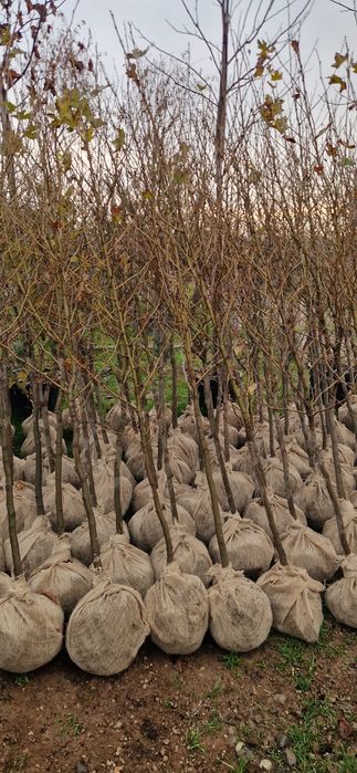 Vand platani diferite dimensiuni