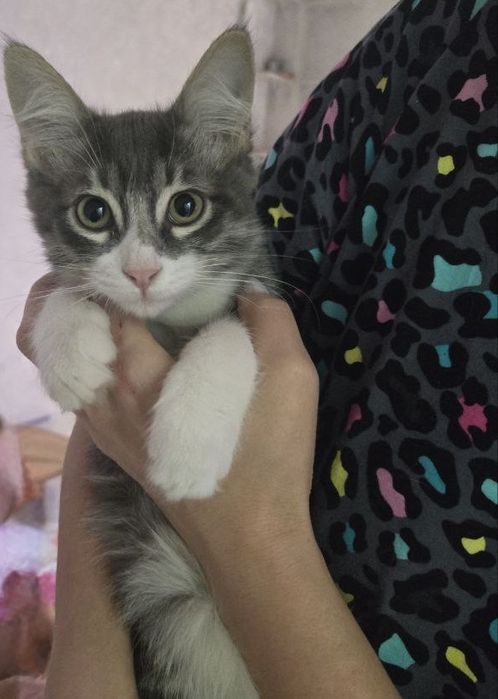 Отдам бесплатно, Котенок мальчик!