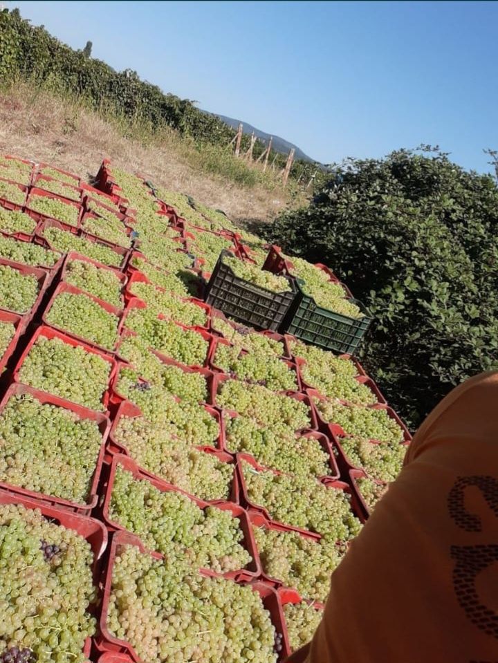 ‼️super ofera‼️Struguri de vin – dulci, sănătoși și plini de aromă!