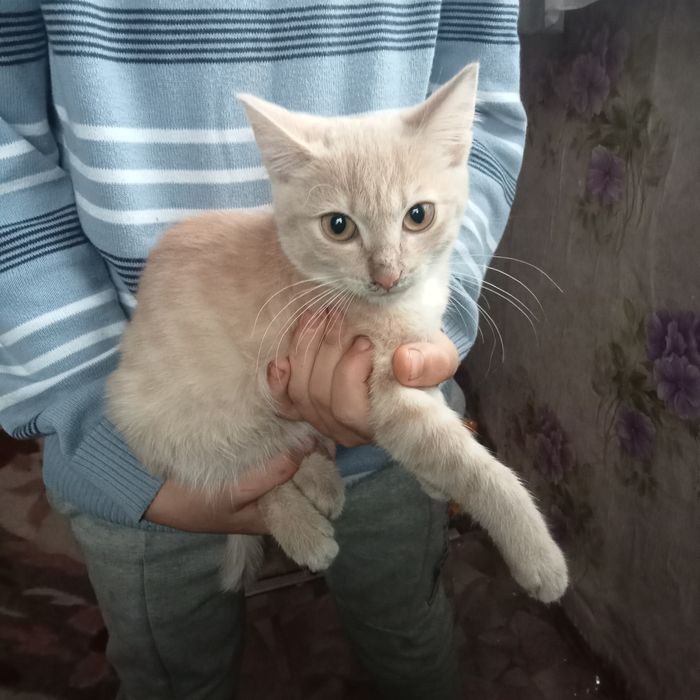 Отдам даром бесплатно