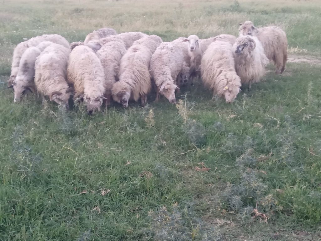 17 oi bătrâne 320 lei