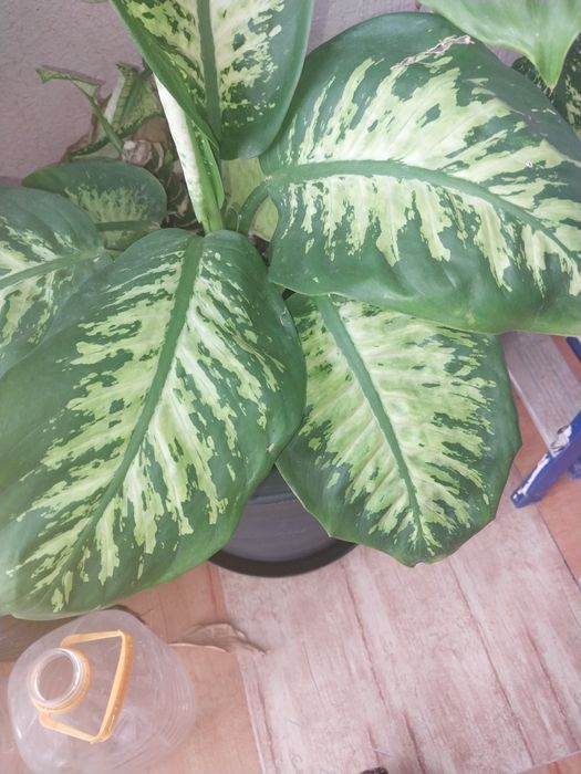 Комнатные растения Крупномеры лимон,монстера