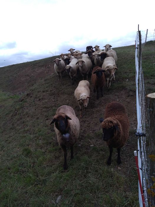 Turmă de oi țigaie ruginie și țigaie neagră