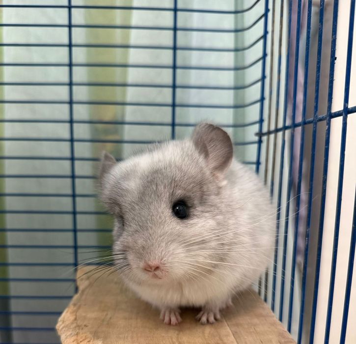 Шиншиллы малыши  )