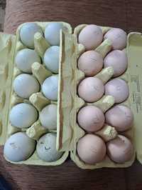 Pentru incubat ouă