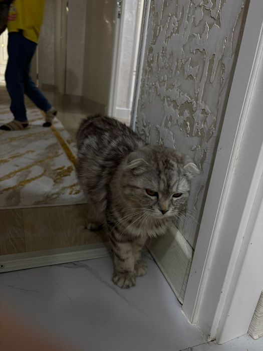 Срочно! Отдам двух домашних кошек