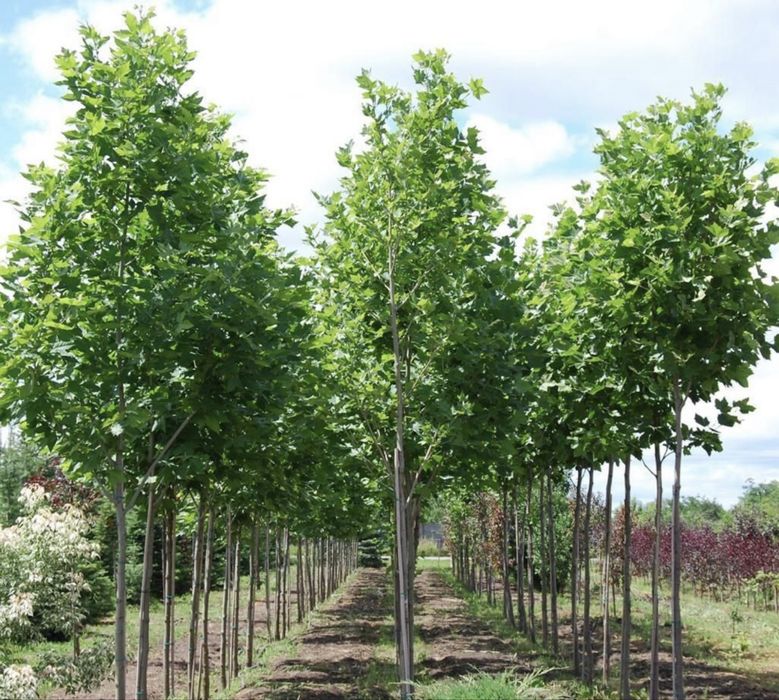 Platani (Platanus acerifolia , Tei mesteacn etc.