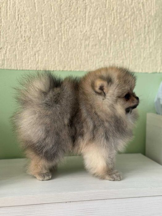 Померан момиче с родословие FCI